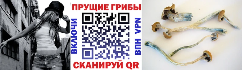 Галлюциногенные грибы Cubensis  где найти наркотики  Аткарск 